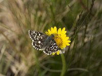 Pyrgus malvae 22, Aardbeivlinder, Vlinderstichting-Henk Bosma