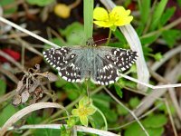 Pyrgus malvae 24, Aardbeivlinder, Vlinderstichting-Henk Bosma