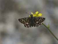 Pyrgus malvae 27, Aardbeivlinder, Vlinderstichting-Henk Bosma