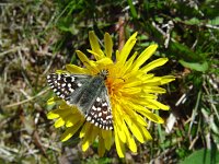 Pyrgus malvae 28, Aardbeivlinder, Vlinderstichting-Henk Bosma