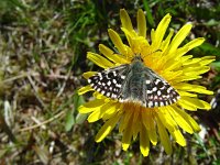 Pyrgus malvae 29, Aardbeivlinder, Vlinderstichting-Henk Bosma