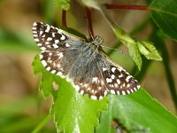 Pyrgus malvae 30, Aardbeivlinder, Vlinderstichting-Henk Bosma