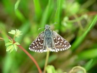 Pyrgus malvae 31, Aardbeivlinder, Vlinderstichting-Henk Bosma