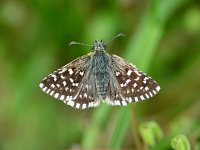 Pyrgus malvae 32, Aardbeivlinder, Vlinderstichting-Henk Bosma