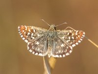 Butterfly (Pyrgus malvae) on Grass Spike with Neutral Brown Background  Brown Butterfly with White Dots on Brown Grass with Brown Background : Grizzled, New, Pyrgus, animal, appealing, background, beautiful, beauty, blossom, botanical, brown, butterfly, color, colorful, detail, ear, elegant, environment, europe, european, fauna, field, flora, floral, flower, fresh, garden, grass, green, habitat, insect, leaf, life, macro, malvae, meadow, natural, nature, outdoor, park, plant, season, seed, serenity, skipper, spike, spring, vegetation, wildlife, wings