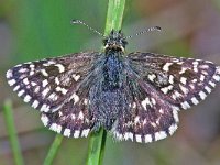 157_30, Aardbeivlinder  18 mei 1991 : Aardbeivlinder, Pyrgus malvae, Grizzled skipper