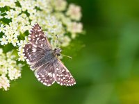 Butterfly Warming its Wings in the Sun  Beautiful Wild Grizzled Skipper Butterfly (Pyrgus malvae) - Feeding on Flowers : Grizzled, Pyrgus, Pyrgus malvae, animal, appealing, attractive, background, beautiful, beauty, butterfly, calm, closeup, color, colorful, elegant, environment, europe, european, fauna, flower, garden, giant, good, gorgeous, green, insect, looking, lovely, macro, magnificent, natural, nature, nice, pattern, petals, pretty, serenity, silence, skipper, spring, striking, stunning, summer, wild, wildlife