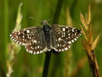 Pyrgus malvae 42, Aardbeivlinder, Saxifraga-Hans Dekker