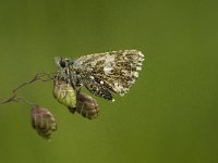 Pyrgus malvae 5, Aardbeivlinder, female, Saxifraga-Jan van der Straaten