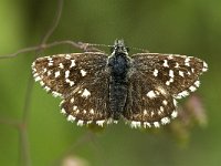 Pyrgus malvae 7, Aardbeivlinder, female, Saxifraga-Jan van der Straaten