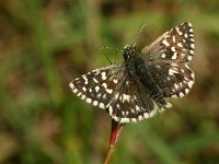 Pyrgus malvoides 4, Zuidelijke aardbeivlinder, Vlinderstichting-Kars Veling