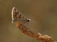 Pyrgus malvoides 5, Zuidelijke aardbeivlinder, Vlinderstichting-Albert Vliegenthart