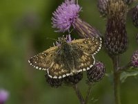 Pyrgus malvoides 7, Zuidelijke aardbeivlinder, Saxifraga-Jan van der Straaten