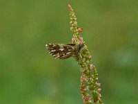 Pyrgus malvoides 8, Zuidelijke aardbeivlinder, Vlinderstichting-Kars Veling