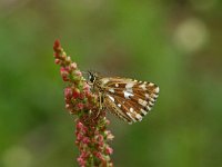 Pyrgus malvoides 9, Zuidelijke aardbeivlinder, Vlinderstichting-Kars Veling