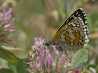 Pyrgus sidae 5, Geelbandspikkeldikkopje, Vlinderstichting-Kars Veling