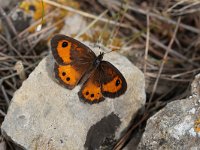 Pyronia bathseba 3, Spaans oranje zandoogje, Saxifraga-Joep Steur