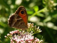 Pyronia cecilia 2, Zuidelijk oranje zandoogje, Vlinderstichting-Chris van Swaay  Pyronia cecilia