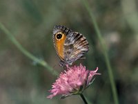 Pyronia cecilia 3, Zuidelijk oranje zandoogje, Vlinderstichting-Kars Veling