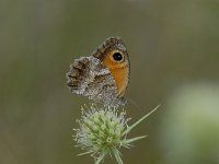 Pyronia cecilia 4, Zuidelijk oranje zandoogje, Saxifraga-Arthur van Dijk