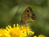 Pyronia tithonus 10, Oranje zandoogje, male, Saxifraga-Jan van der Straaten