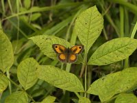 Pyronia tithonus 11, Oranje zandoogje, male, Saxifraga-Jan van der Straaten