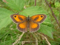 Pyronia tithonus 12, Oranje zandoogje, male, Vlinderstichting-Henk Bosma