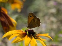 Pyronia tithonus 15, Oranje zandoogje, Vlinderstichting-Henk Bosma