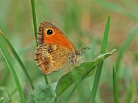 Pyronia tithonus 17, Oranje zandoogje, Vlinderstichting-Albert Vliegenthart