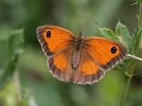 Pyronia tithonus 2, Oranje zandoogje, female, Saxifraga-Jan C. van der Straaten