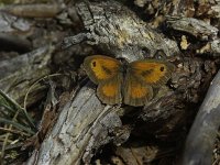 Pyronia tithonus 20, Oranje zandoogje, Vlinderstichting-Theo Verstrael