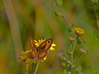 oranje zandoogje  oranje zandoogje op koninginnekruid : Pyronia tithonus