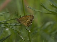 Pyronia tithonus 25, Oranje zandoogje, female, Saxifraga-Jan van der Straaten