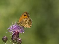 Pyronia tithonus 26, Oranje zandoogje, female, Saxifraga-Jan van der Straaten