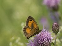 Pyronia tithonus 27, Oranje zandoogje, Saxifraga-Jan van der Straaten