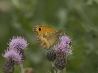 Pyronia tithonus 28, Oranje zandoogje, Saxifraga-Jan van der Straaten