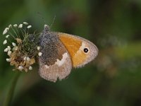 Pyronia tithonus 32, Oranje zandoogje, Saxifraga-Rik Kruit