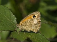 Pyronia tithonus 34, Oranje zandoogje, Saxifraga-Jan van der Straaten