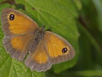 Pyronia tithonus 36, Oranje zandoogje, Saxifraga-Rik Kruit