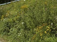 Pyronia tithonus 4, Oranje zandoogje, habitat, F, Isere, Miribel-Lanchatre, Saxifraga-Marijke Verhagen