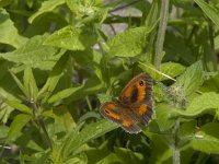 Pyronia tithonus 41, Oranje zandoogje, Saxifraga-Jan van der Straaten