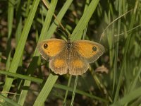 Pyronia tithonus 42, Oranje zandoogje, female, Saxifraga-Jan van der Straaten