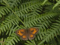 Pyronia tithonus 43, Oranje zandoogje, Saxifraga-Jan van der Straaten