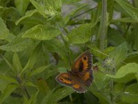 Pyronia tithonus 52, Oranje zandoogje, Saxifraga-Jan van der Straaten