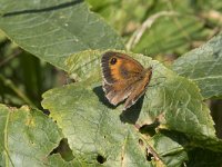 Pyronia tithonus 56, Oranje zandoogje, Saxifraga-Willem van Kruijsbergen