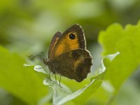 Pyronia tithonus 6, Oranje zandoogje, male, Saxifraga-Jan van der Straaten