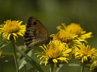 Pyronia tithonus 8, Oranje zandoogje, male, Saxifraga-Jan van der Straaten