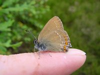 Satyrium ilicis 11, Bruine eikenpage, Vlinderstichting-Henk Bosma