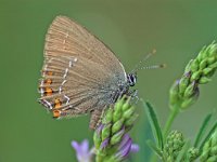 Satyrium ilicis 12, Bruine eikenpage, Vlinderstichting-Albert Vliegenthart