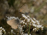 Satyrium ilicis 13, Bruine eikenpage, Saxifraga-Willem van Kruijsbergen